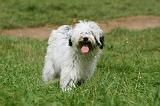 TERRIER DU TIBET 278